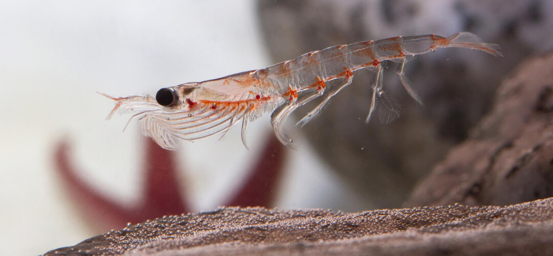 Duurzame Omega-3 uit Krill