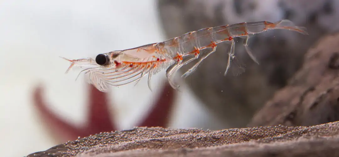 Duurzame Omega-3 uit Krill